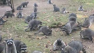 VIDEO: 100 racoons swarm Washington woman’s home demanding food