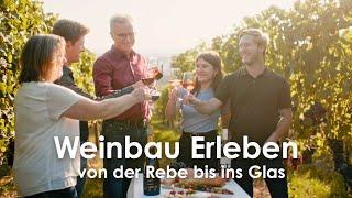 Weinbau Erleben - von der Rebe bis ins Glas | Weingut Ott aus Hohenhaslach - Doku