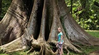 INDONESIA – The Bogor Botanical Gardens  | Video 24