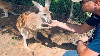 Why Do I Call Myself “Kangaroo Trucker"