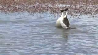 Hooded Grebe courtship dance, rare footage from "Tango in the Wind"