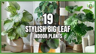 19 Indoor Stylish Plants with Big Leaves | Big Leaf Indoor Plants | Plant and Planting