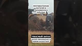 СНОВА НАЧАЛОСЬ ПРОТИВОСТОЯНИЕ ЖИТЕЛЕЙ ТАЙЫНША ПРОТИВ СВИНОБИЗНЕСА