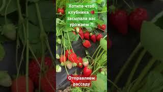 Отправляем рассаду самых урожайных сортов клубники ! Супер урожай !