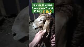 Ярочка от Симбы 68 дней 29.8кг рождена 01.04.2025. #арашан #овцы #селекция #топ #2025  #ижевск
