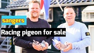 Sangers racing  Pigeon Auction on PIPA: Elite Bloodlines and Top Racing Genes!