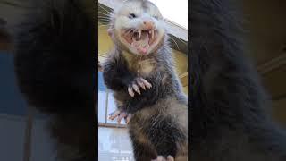 Angry opossum