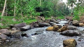 Discover Tranquility By Majestic River In A Lush Forest - Beautiful Forest Ambient & Stream Sounds