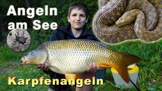 Karpfenangeln - Angeln am See mit Überraschungen | Karpfen, Schlangen, Spinnen und mehr!