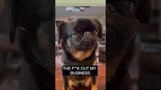 Best 3 places ever! #grumpydog #dog #brusselsgriffon #lifeadvice audio @hustlegemz