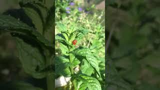 #shorts #short #ladybug #luck #lucky #mint #sweet #nature so beautiful ladybug 