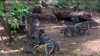 Woman calls 911 after being hounded by up to 100 raccoons