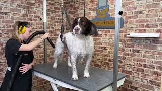 Dog Groom of the Week: Marshall the Springer Spaniel