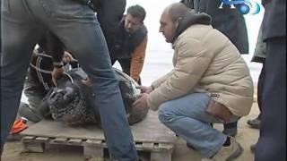 Morta la tartaruga Liuto trovata il 17 Febbraio scorso AGTV 12-03-2011.mpg