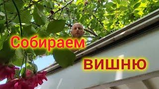 Переезд на юг/Обзор покупок продуктов на Кубани/Зачем мне навоз/Собираем вишню/Опять прополка