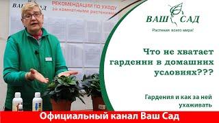 Почему Гардения чувствует себя плохо в комнатных условиях? Особенности ухода от Ваш сад