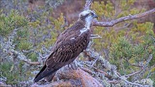 19 April pm ~ Unringed intruder episode ~ ©️RSPBLochGarten&WildlifeWindows