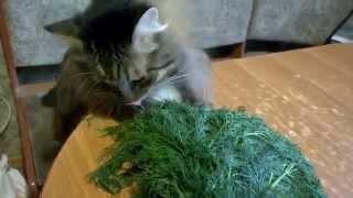 Кот и укроп - Cat and dill