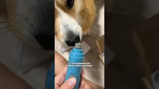 Артикул на WB - 231045814  #funny #corgi #shortsvideo #корги #shortsvideo #shorts #puppy #собаки