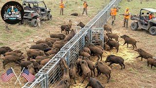 8 Million Wild Boars Are Destroying American Farms - How Are Farmers Hunting Them