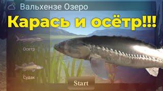 Рекордный ОСЁТР и КАРАСЬ в Вальхензе | Ultimate Fishing Simulator