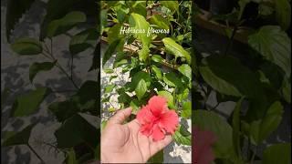 Four types of Hibiscus flowers in my garden #garden #gardening #viral #shorts #viralshort