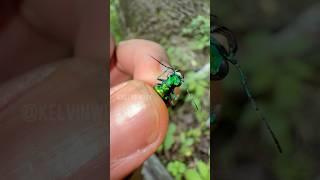 Six-Spotted Tiger Beetle Catch!