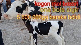 Buxoro kogon mol bozori ona bola sigirlar narxlari 13/06/2021