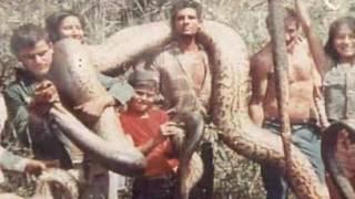 Giant Anaconda   Biggest Snake   Longest Snake   Largest Snake   Giant Snake   Sucuri Gigante encode