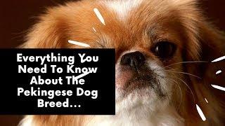 Everything You Need To Know About The Pekingese Dog Breed