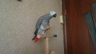 Попугай ест персик! Parrot eats peach