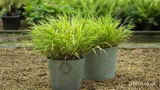 How to grow Hakonechloas | Crocus.co.uk