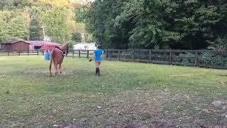 Scooby: Heart of Phoenix Equine Rescue, based in West Virginia: Saving the Horses of Appalachia