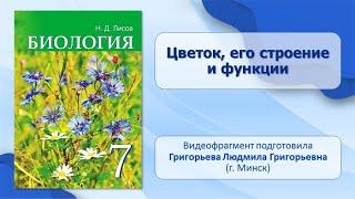 Тема 31. Цветок, его строение и функции. Лабораторная работа № 9 «Строение цветка».