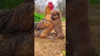 Friendship / puppy and chicken . A beautiful moment #191 - #shorts 8623 #funny #trending # #viral