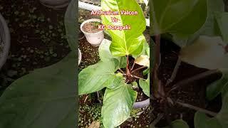 Anthurium Valcon Vs Dorayaki #plants #aroids #anthurium #tanamanhias #indonesia