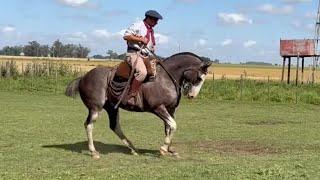 CABALLO OVERO AZULEJO DE FÍSICO $2.800.000 LOSEQUINOS.COM