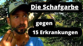 Die Schafgarbe gegen 15  Erkrankungen - die Alleskönnerin