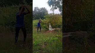 killing kangaroo #youtubeshorts #viralshort #shortvideo #animal #kangroo killing in jungle me #new 