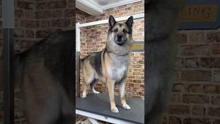 Doggy Daily Episode 430: Zero the GSD X Wolf Dog #doggrooming #funny