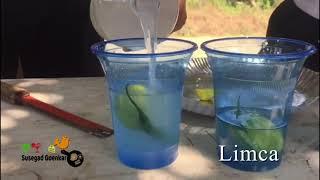 Goan Urrak Cocktail || How to make urrak cocktail || Goa’s finest Spirits || Jungle Juice - Urrak ||