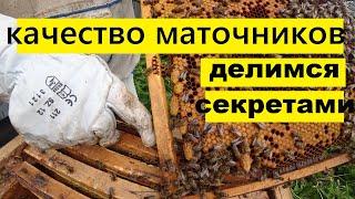 Признаки отличия ложного маточника от качественного.