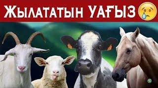 ТӨРТ ТҮЛІК МАЛ ТУРАЛЫ ШЫНДЫҚТАР / Ерлан Ақатаев уағызы 2019