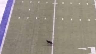 Football fans cheer for black cat running across field mid-game - (Giants vs Cowboys)