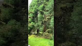 Nature's Shade Providers: Cooling Effects of Trees at Benmore Garden. #BenmoreShade #CoolingCanopy