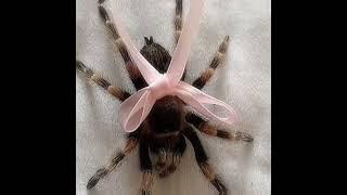 For those people who love spiders *requested*