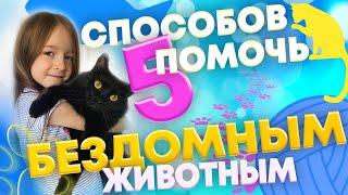 5 СПОСОБОВ ПОМОЧЬ БЕЗДОМНЫМ ЖИВОТНЫМ\ КАК ПОМОЧЬ УЛИЧНЫМ КОШКАМ? / ИВАНОВЫ junior