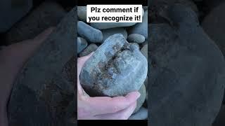 Mystery Miocene fossil I found recently #fossil #mystery