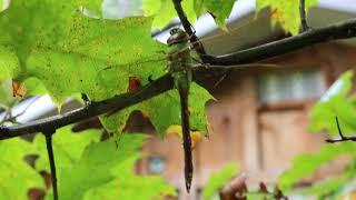 Common Green Darner