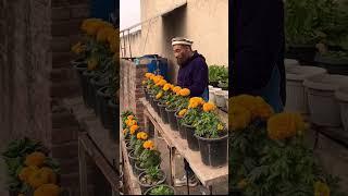 #tips #for #better & #longlasting #blooming #marigold | #my #rooftop  #garden